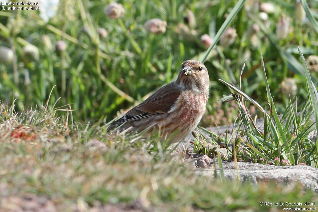 Common Linnet