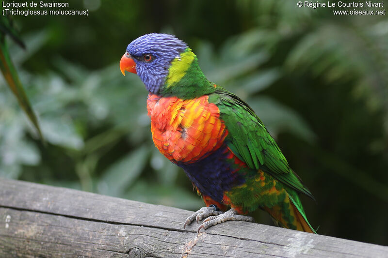 Rainbow Lorikeet