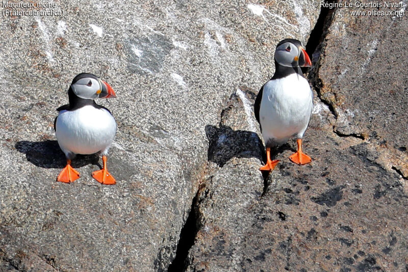 Atlantic Puffin