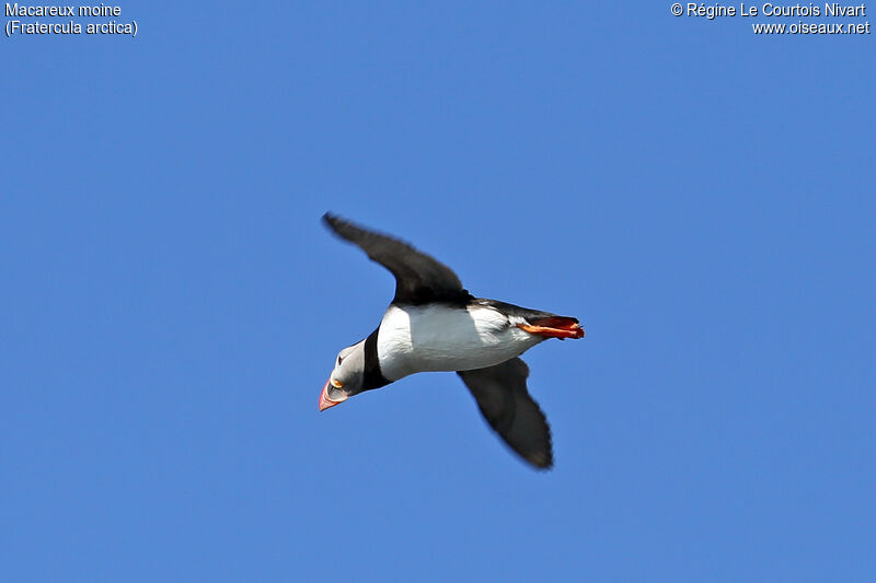 Atlantic Puffin, Flight