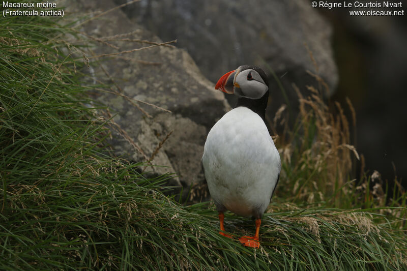 Atlantic Puffin