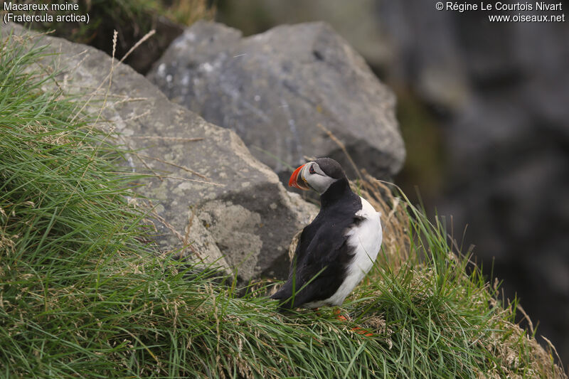 Atlantic Puffin