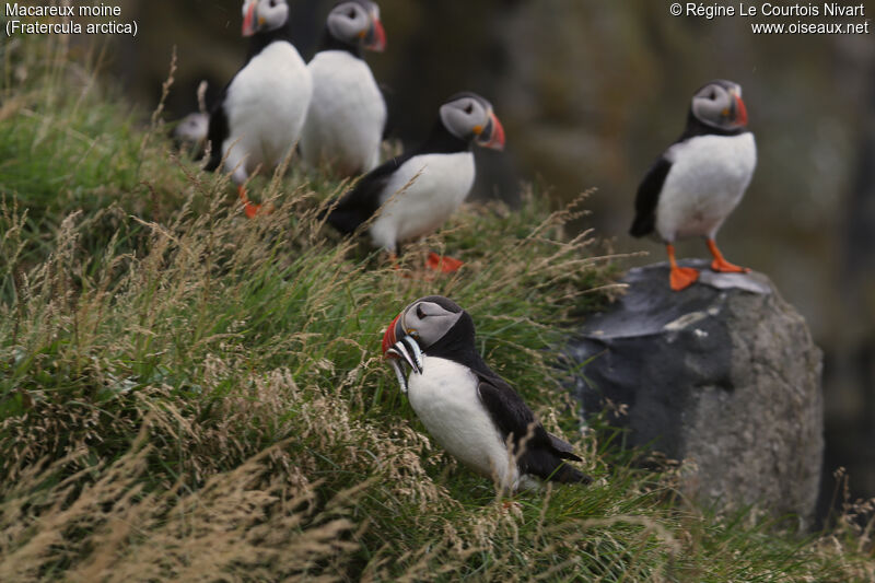 Atlantic Puffin