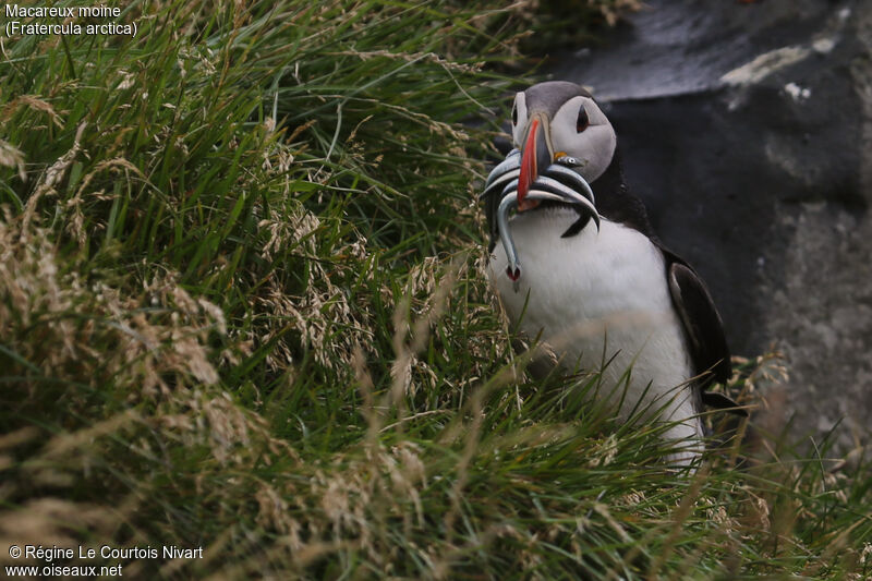 Atlantic Puffin