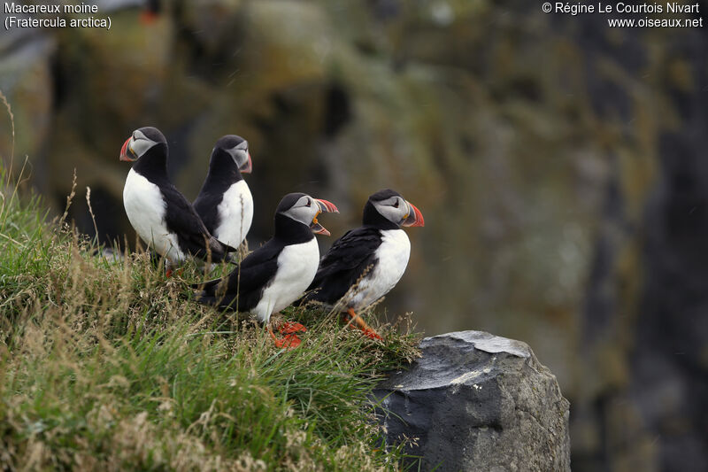 Atlantic Puffin