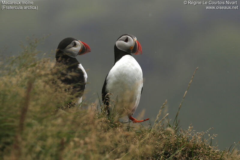 Atlantic Puffin