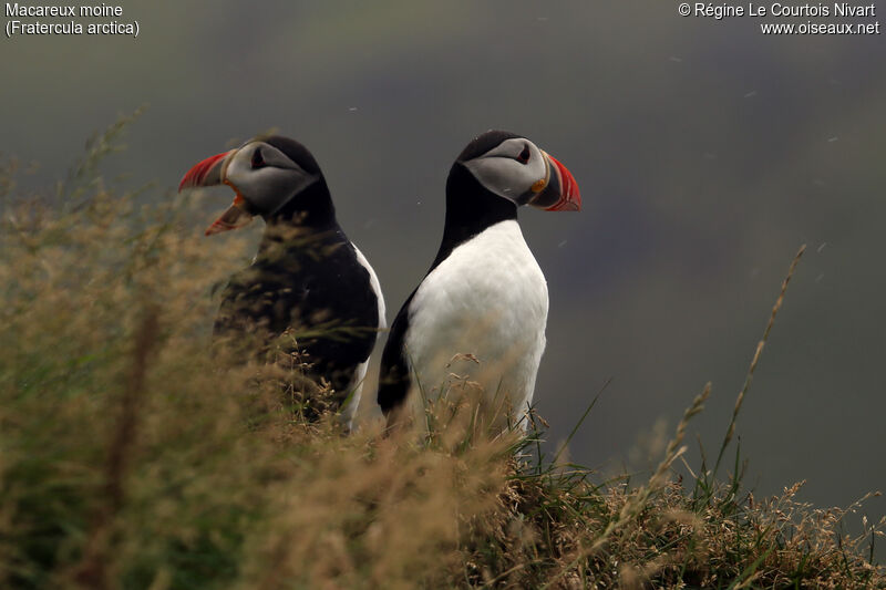 Atlantic Puffin