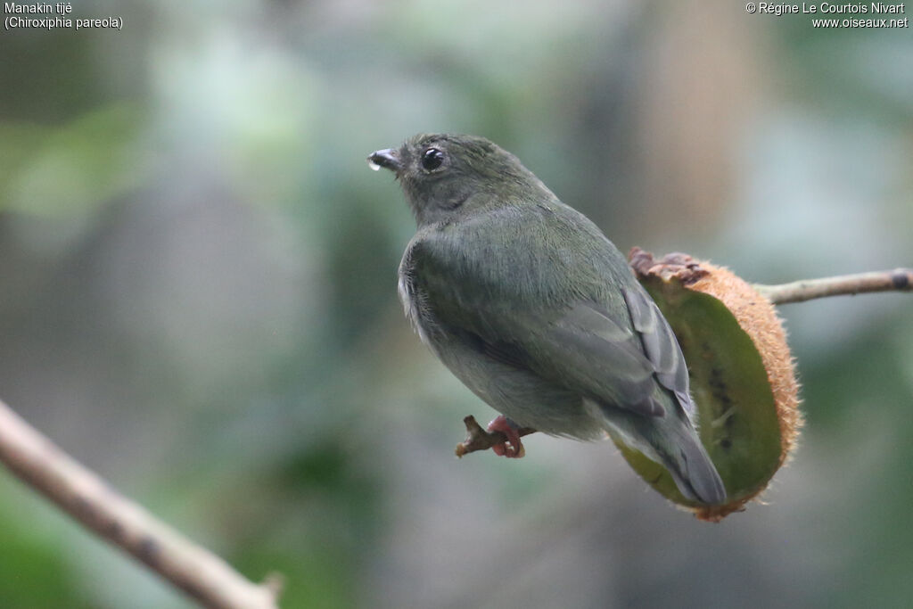 Manakin tijé femelle