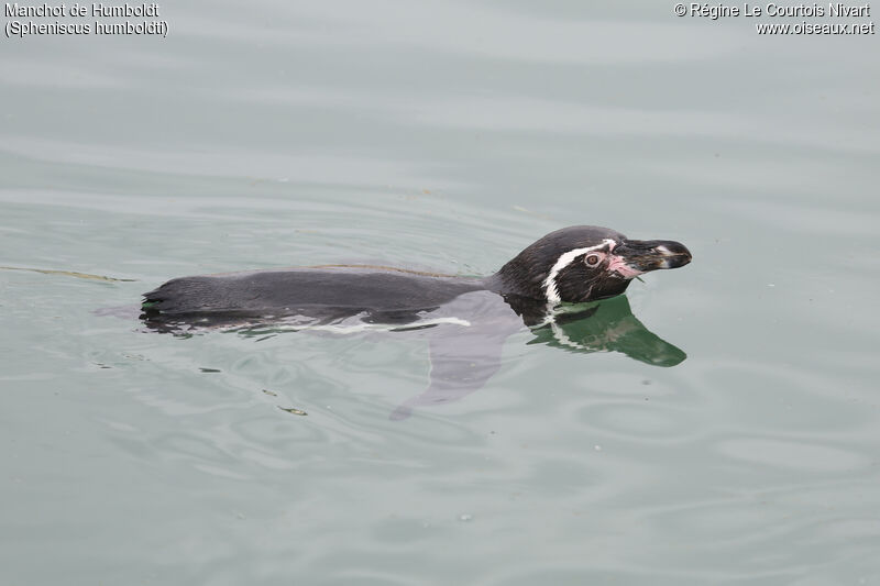 Humboldt Penguin