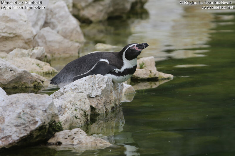 Humboldt Penguin