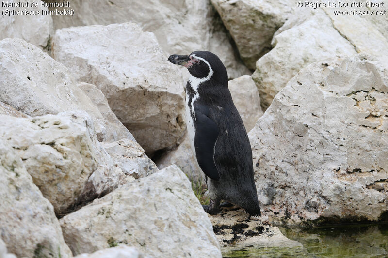 Humboldt Penguin