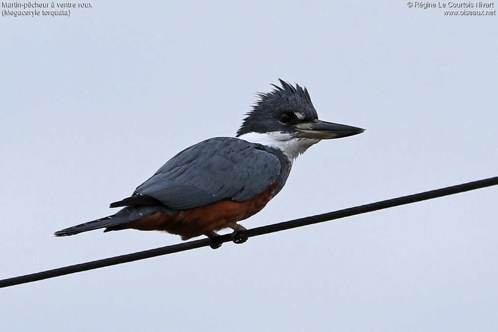 Ringed Kingfisher