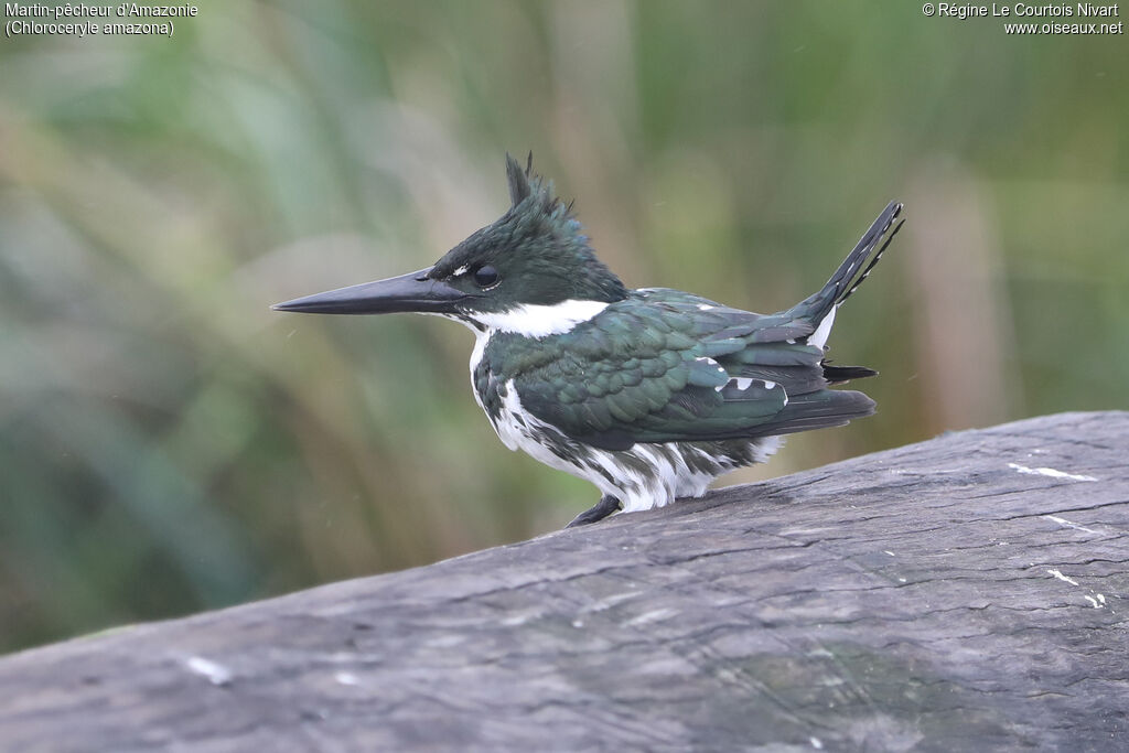 Martin-pêcheur d'Amazonie femelle