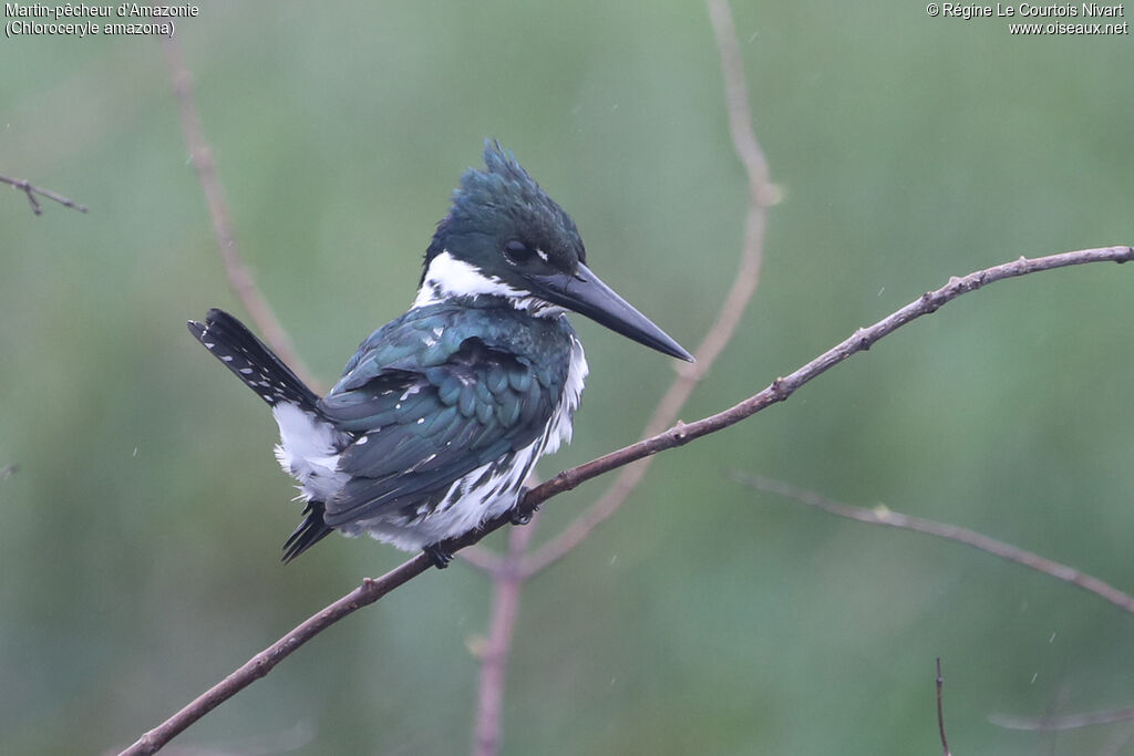 Amazon Kingfisher