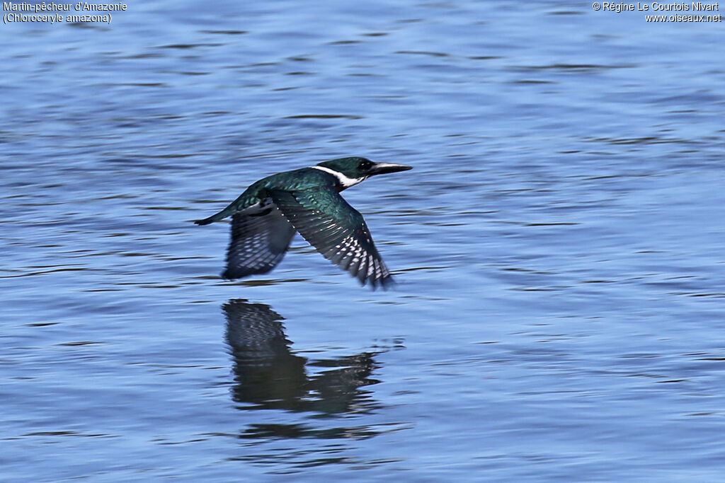 Martin-pêcheur d'Amazonie femelle, Vol
