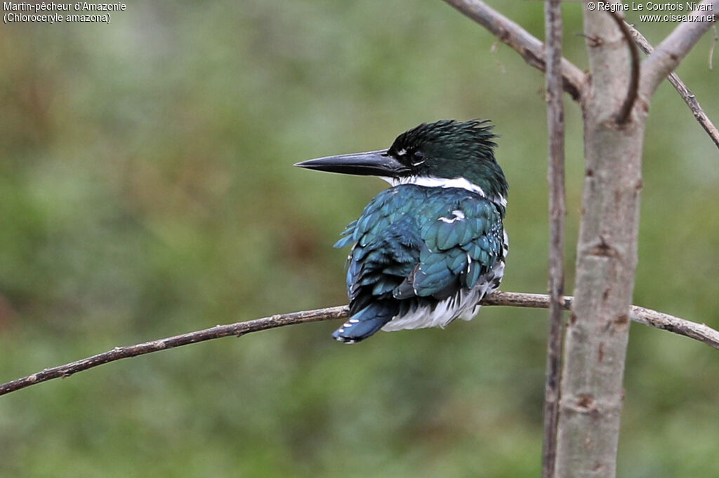 Amazon Kingfisher
