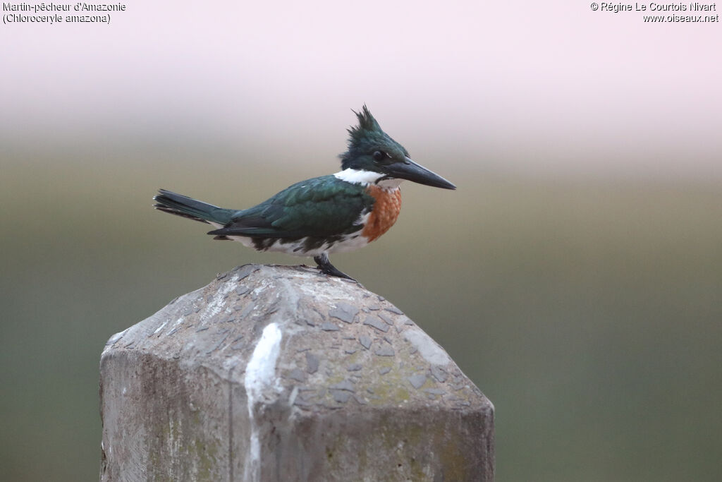 Martin-pêcheur d'Amazonie