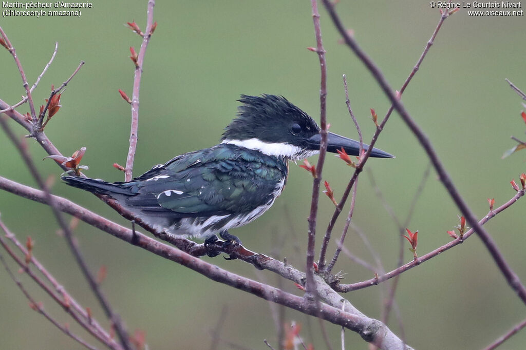 Amazon Kingfisher female