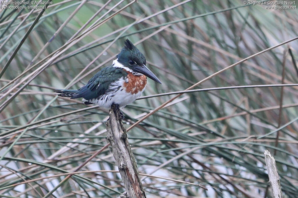 Amazon Kingfisher male