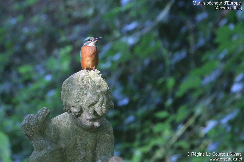 Common Kingfisher