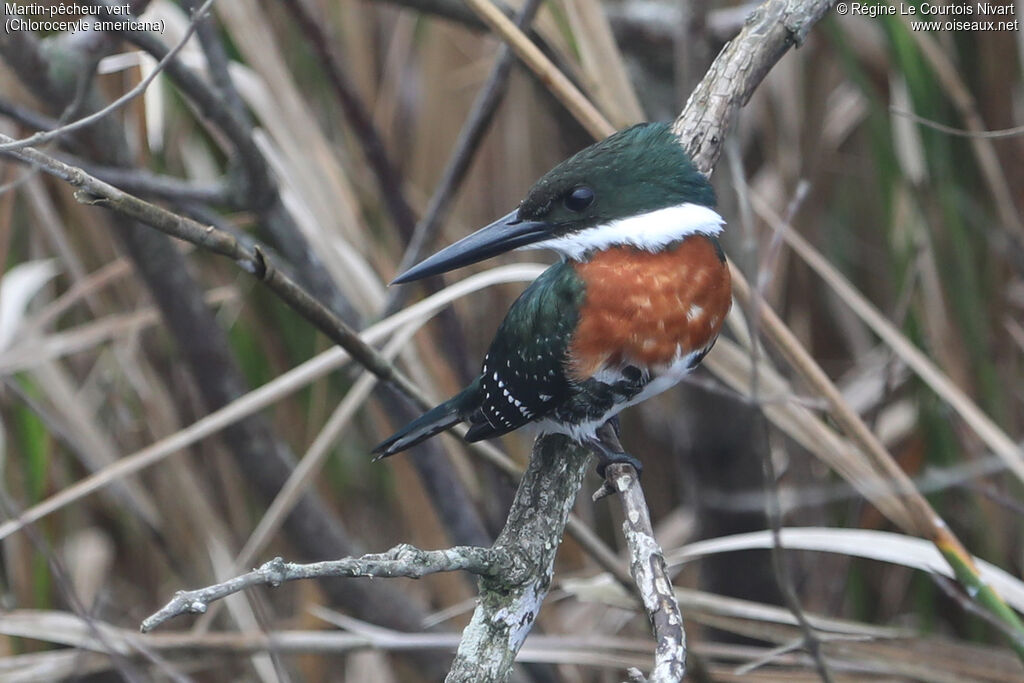 Martin-pêcheur vert