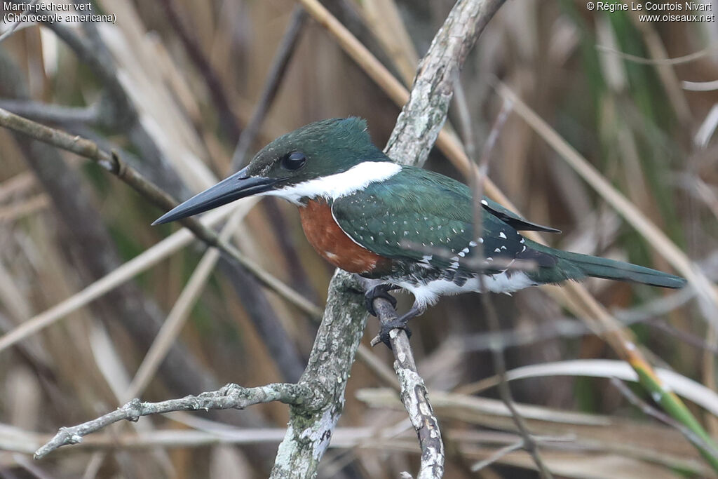 Martin-pêcheur vert