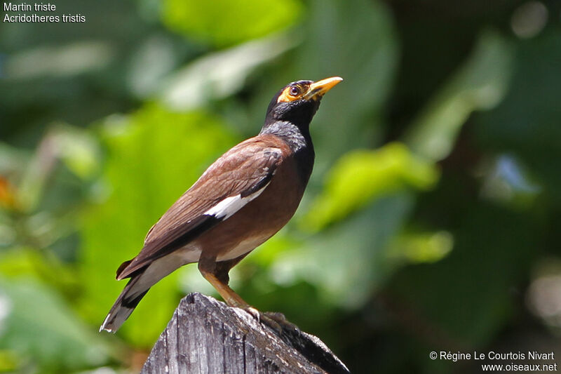 Common Myna