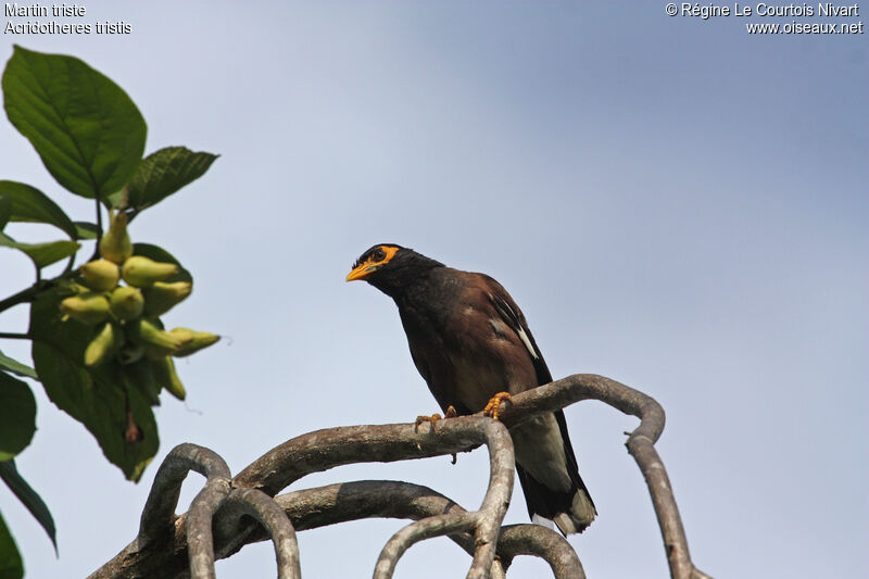 Common Myna