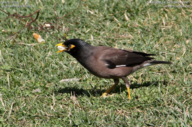 Common Myna