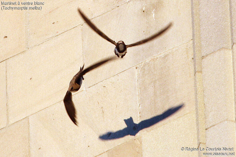 Alpine Swift