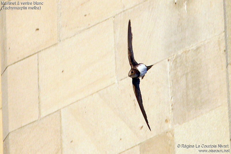 Alpine Swift