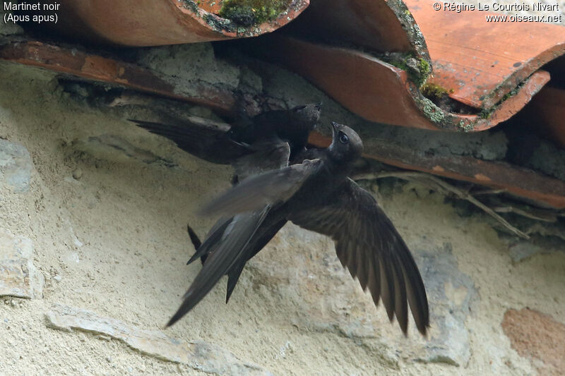 Common Swift