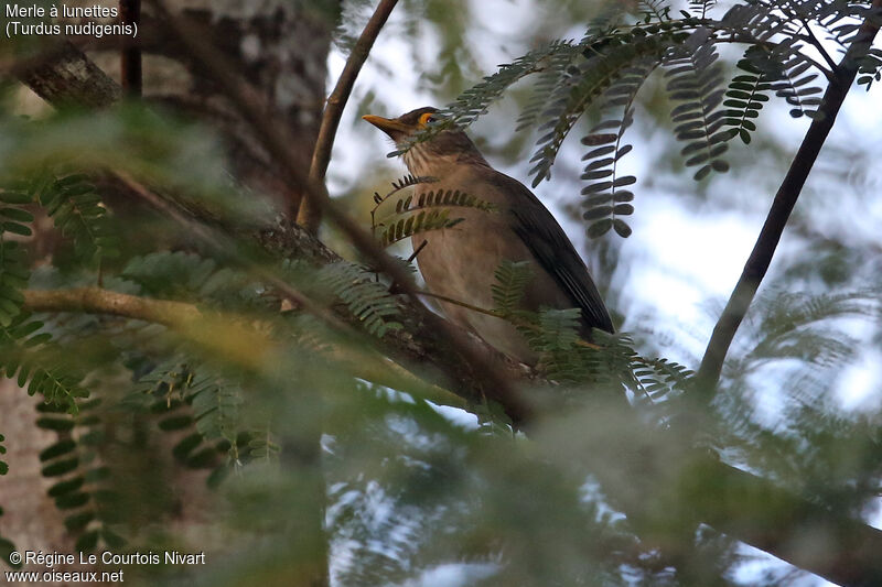 Spectacled Thrush