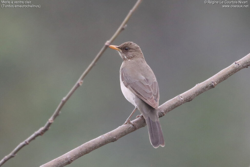 Merle à ventre clair