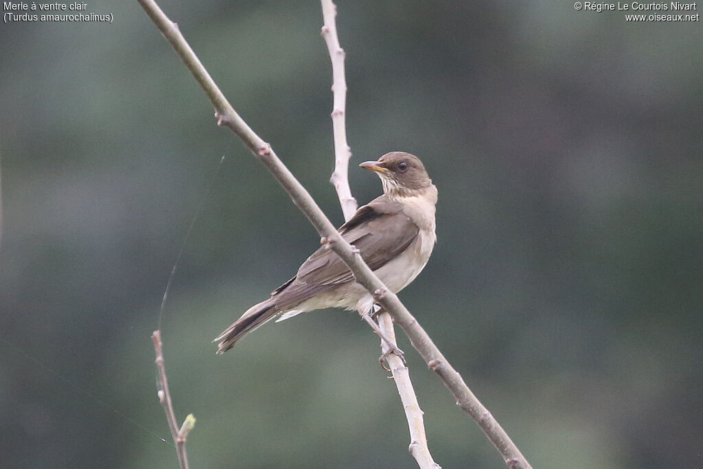 Merle à ventre clair