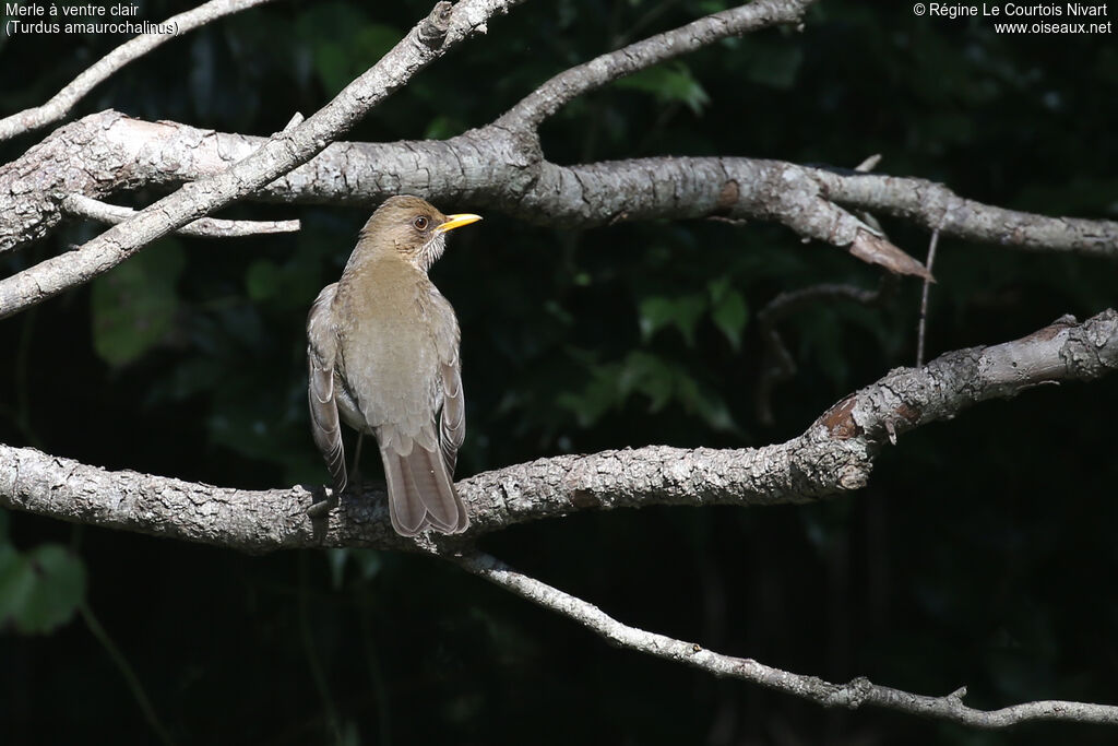 Merle à ventre clair