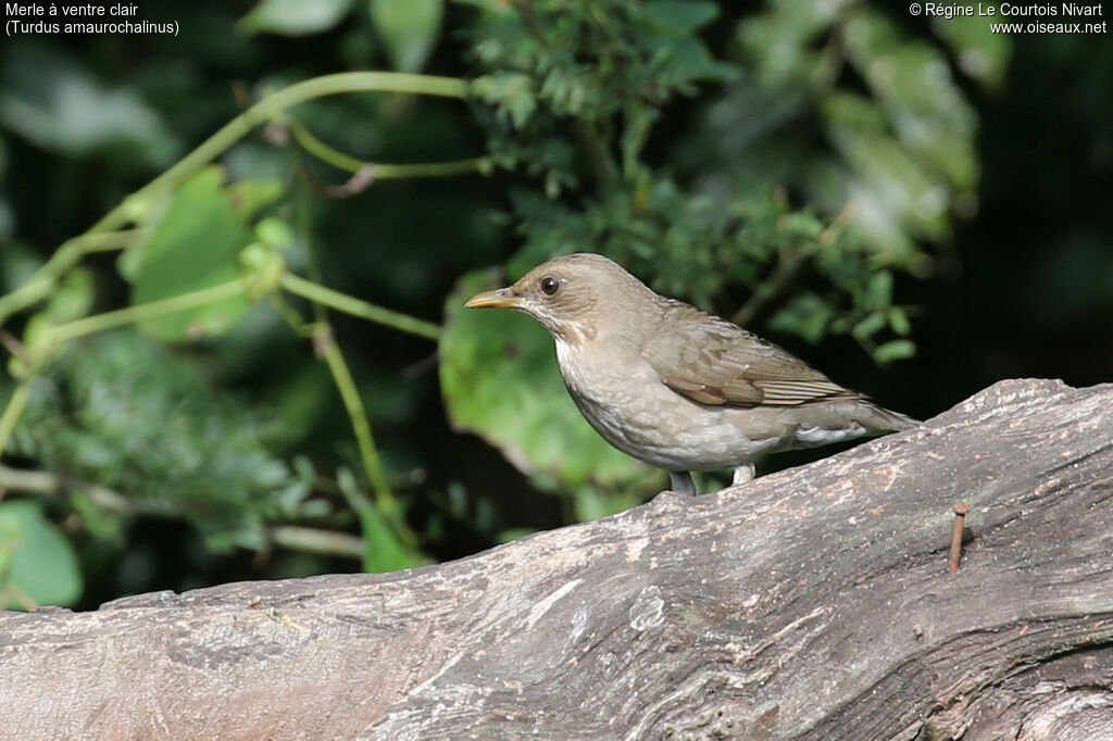 Merle à ventre clair