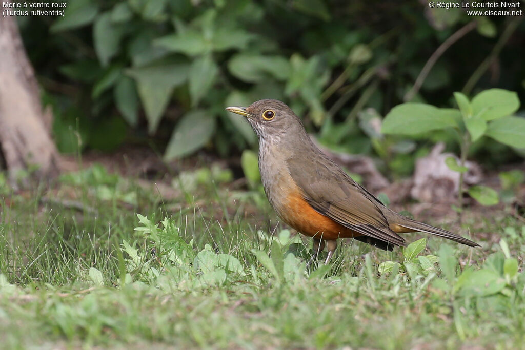 Merle à ventre roux