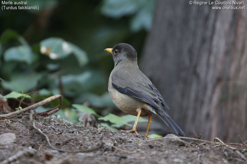 Austral Thrush