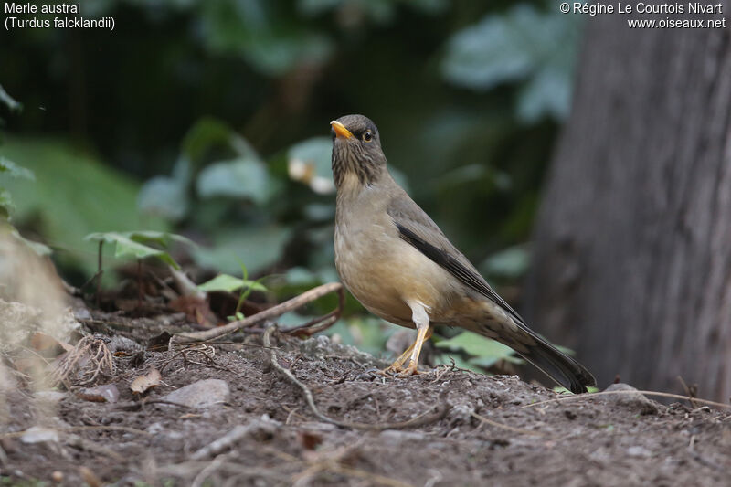 Austral Thrush