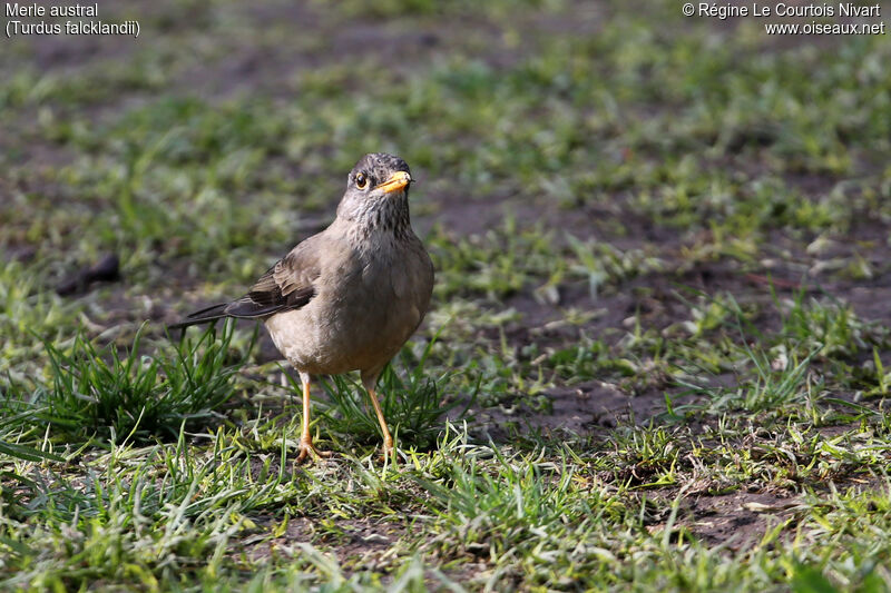 Austral Thrush