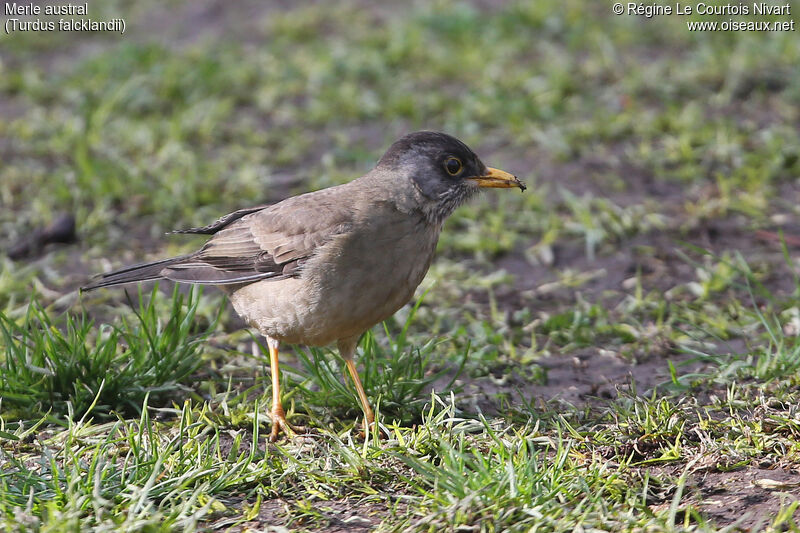 Austral Thrush