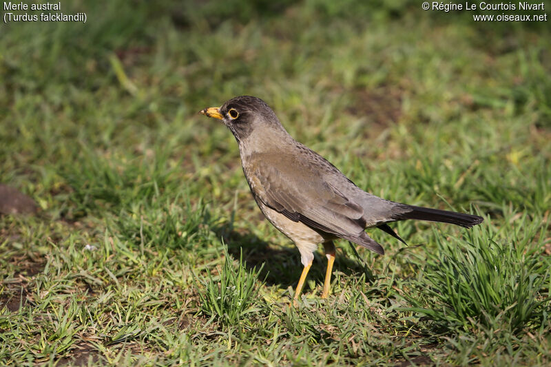 Austral Thrush