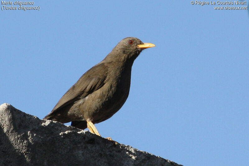 Chiguanco Thrush