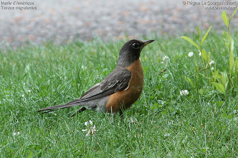 American Robin