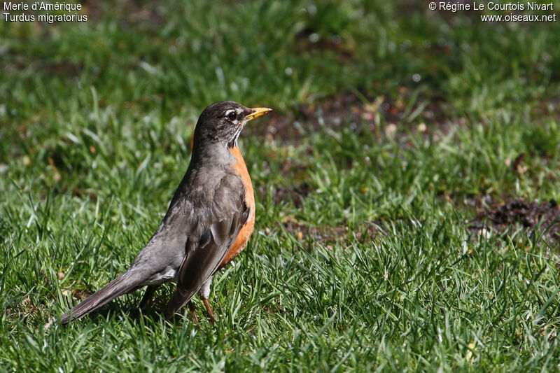 American Robin