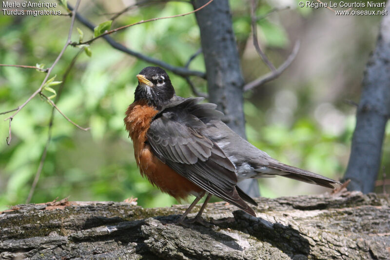 American Robin