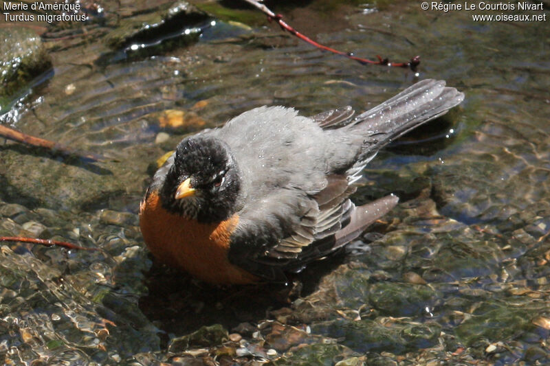 American Robin