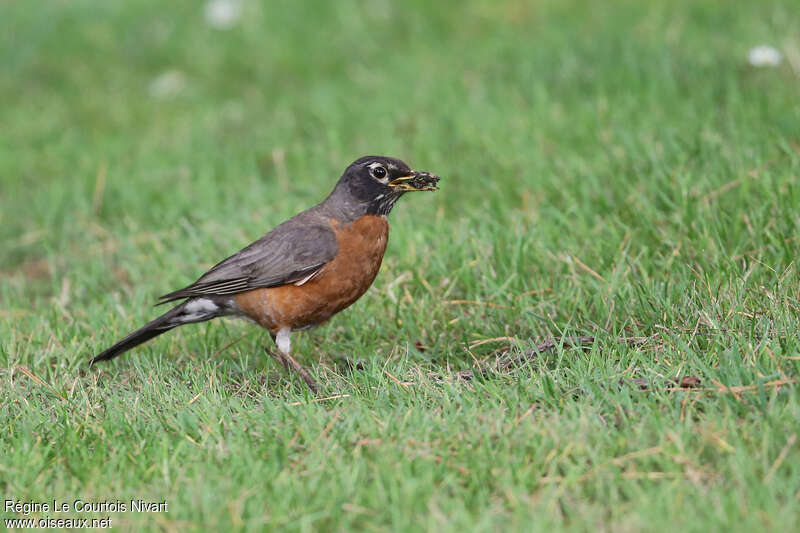 American Robin male adult, feeding habits, Reproduction-nesting