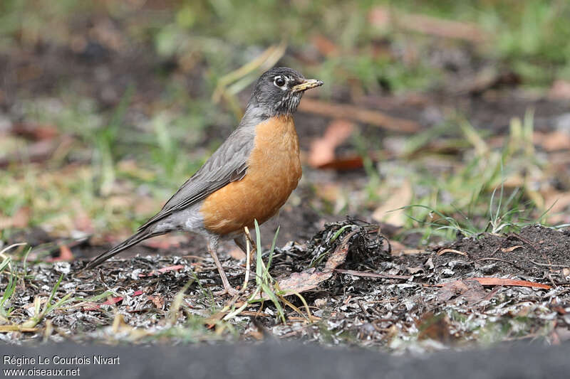 American Robin female adult